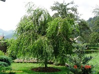 Povešava breza (Betula pendula 'Youngii') je zanimiva, saj svoje veje lepo preveša in drži obliko dežnika.