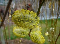 Povešava iva (Salix caprea 'Pendula' ('Kilmarnock')) razvije t.i. mačice na še neolistanih vejah. Čez leto pa ima zelene liste.