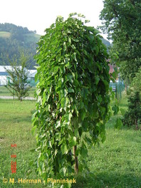 Prevešajočo krošnjo ima tudi povešava murva (Moruas alba 'Pendula').