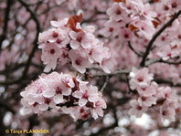 Okrasna rdečelistna sliva (Prunus ceracifera 'Nigra') je ena izmed prvih, ki vnese v vrt nekaj življenja po zimskem spanju.
