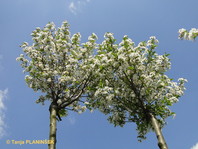 V istem času kot okrasna rdečelistna sliva nas razveseljuje s cvetenjem okroglasta češnjica (Prunus fruticosa 'Globosa').