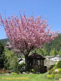 Ko zaključijo s cvetenjem bolj zgodnje drevesne vrste, nas razveseli s svojim cvetenjem okrasna češnja (Prunus serrulata 'Kanzan').