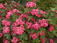 Rdečecvetni glog (Crataegus laevigata 'Paul's Scarlet') je zanimiv predvsem zaradi svojega bogatega cvetenja.