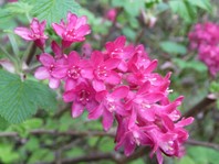 Ribes sanguineum 'King Edward VII' (okrasni ribez)