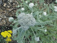 Rman (Achillea taygetea 'Moonshine') ima rumene cvetove, preden pa se odprejo so popki sive barve; prav tako so sive barve njegovi listi