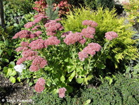 Sedum 'Herbstfreude' (sin. S. 'Indian Chief')