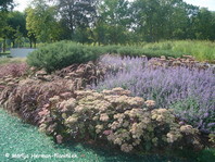Sedum 'Matrona' (sin. S. Hy. 'Matrona')