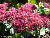 Sedum telephium 'Munsted Dark Red' (sin. S. Hylotepephium telephium 'Munstead Dark Red')