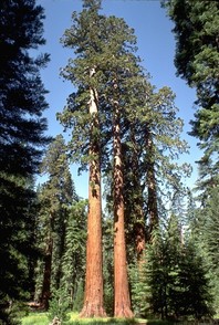 Sequiadendron giganteum: po vrstnem imenu sklepamo, da je drevo zelo veliko.