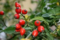Uporani plodovi navadnega šipka (Rosa canina).