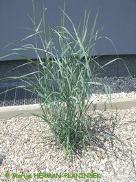 Panicum virgatum 'Heavy Metal' ima sivo-modre liste, ki se v jeseni obarvajo v rumeno.