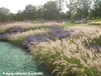 Pennisetum alopecuroides lepo pride do izraza v skupinskih zasaditvah.