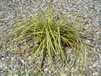 Carex oshimensis 'Evergold' se dobro obnese tudi v peščenih gredah, kjer pride do izraza njegova barva.