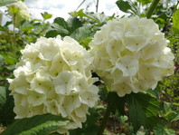 Snežna kepa (Viburnum opulus 'Roseum') ima pravo ime, saj njeno belo socvetjei spominjajo na kepo