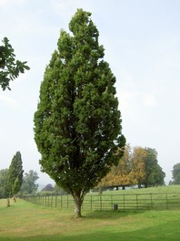 Stebrasti dob (Quercus robur 'Fatsigiata') je prav tako zanimivo drevo za majhne vrtove.