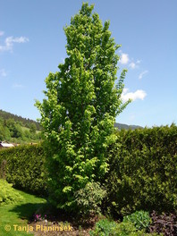 Stebrasti gaber (Carpinus betulus 'Fastigiata') je drevo, ki mu lahko z obrezovanjem določimo višino in širino. Gaber zelo dobro prenaša obrezovanje.