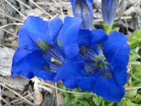Svišč (Gentiana sp.) ima lepe modre cvetove