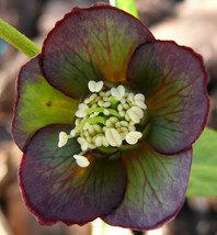 Helleborus croaticus (teloh): vrstno ime pove, da rastlina izvira s Hrvaške.