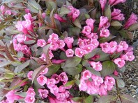 Wigela florida 'Purpurea'