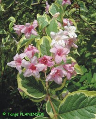 Weigela florida 'Variegata'