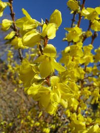 Živo rumena barva v cvetovih forzicije (Forsythia x intermedia 'Fiesta')