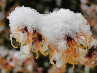 Oranžna barva v cvetu nepozebnika (Hamamelis x intermedia 'Jelena')