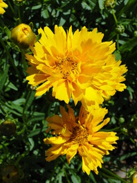 Zlato rumeni cvetovi lepih očk (Coreopsis grandiflora 'Early Sunrise')