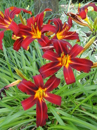 Maslenica s temno rdečimi cvetovi (Hemerocallis 'Crimson Pirate')