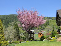 Pozno aprila ali zgodaj maja nas razveseljuje rožnato cvetoča okrasna češnja (Prunus serrulata 'Kanzan')