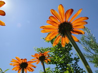 Kontrastna kombinacija oranžna - modra (Echinacea 'Tiki Torch')
