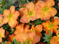 Petoprstnik z oranžnimi cvetovi (Potentilla fruticosa 'Red Ace')