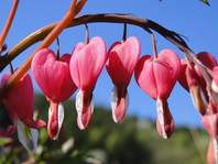 Rožnata barva v cvetovih srčkov (Dicentra spectabilis)