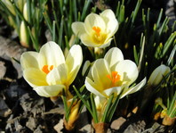 Nežno rumena barva v pomladanskih mesecih (Crocus sp. - žafran)