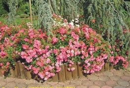 Rosa 'Heidetraum' - vrtnica