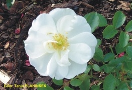 Rosa 'Schneeflocke' - vrtnica