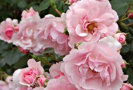 Rosa 'Bonica' - vrtnica