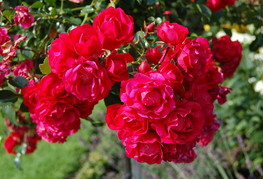 Rosa 'Gärtnerfreude' (= R. 'Toscana') - vrtnica