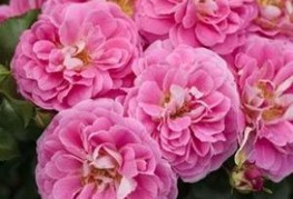 Rosa 'Lovely Pink' - vrtnica