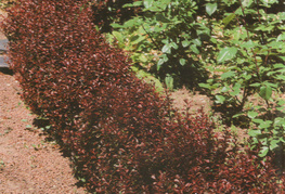 Berberis thunbergii 'Atropurpurea Nana' - pritlikavi rdečelistni thunbergov češmin