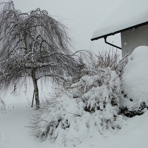 S snegom pokrita Forsytia x intermedia 'Fiesta' in Betula pendula 'Youngii'