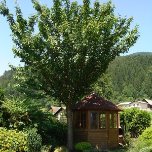 Prunus serrulata 'Kanzan' - okrasna češnja