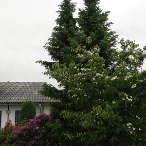 Rododendroni, omoriki in dren