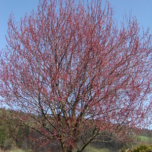 Prunus ceracifera 'Nigra' bo zacvetela