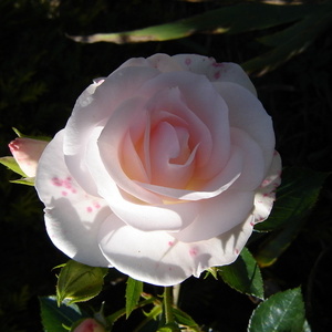 Rosa ''Aspirin'' - vrtnica