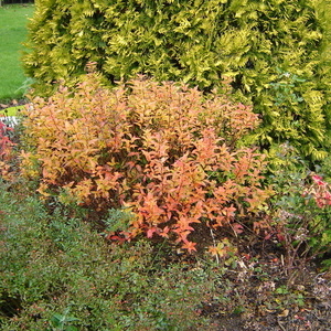 Spirea japonica 'Goldflame' je lahko dekorativna tudi v jeseni