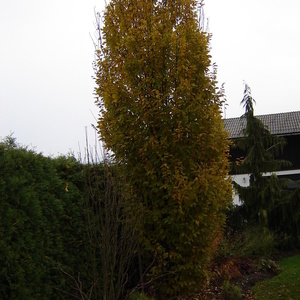 Gaber (Carpinus betulus 'Fastigiata') se je odel v rumeno jesensko barvo