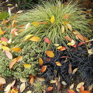Okrasne trave in pisanolistni majaron pokriti z odpadlim listjem