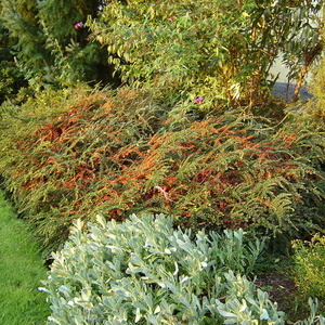 Cotoneaster (panešpljica) je lahko zelo okrasen s svojimi rdečimi plodovi