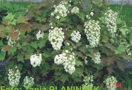 Hydrangea quercifolia - hrastavolistna hortenzija