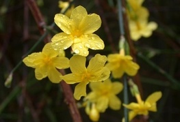 Jasminum nudiflorum - golocvetni jasmin